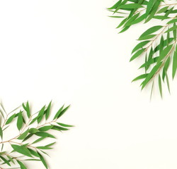 Obraz premium green eucalyptus leaves, branches frame isolated on a white background. flat lay, top view. 