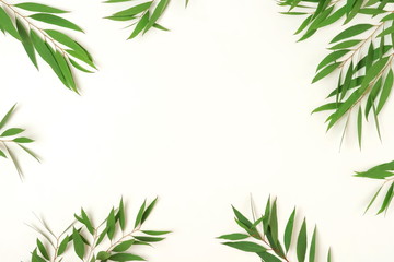 green eucalyptus leaves, branches frame  isolated on a white background. flat lay, top view. 