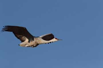 Sandhill Crane Bosque del Apache Wildlife Reserve New Mexico USA