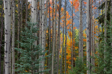 Close up shot of Aspen trees in early autumn time