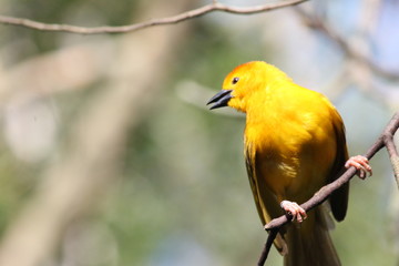yellow bird