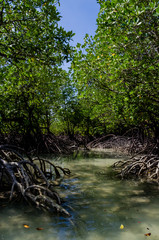 Tropical mangrove forest along coastal in Surin Island, Phangnga Bay, Thailand