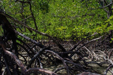 Tropical mangrove forest along coastal in Surin Island, Phangnga Bay, Thailand