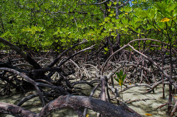 Tropical mangrove forest along coastal in Surin Island, Phangnga Bay, Thailand