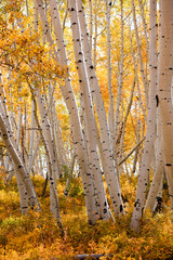 Close up shot of Aspen trees in autumn time