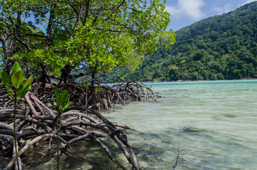 Fototapeta na wymiar Tropical mangrove forest along coastal in Surin Island, Phangnga Bay, Thailand