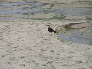 bird on the beach