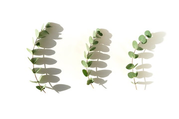 green eucalyptus leaves, branches and shadows  on a light background. flat lay, top view. poster
