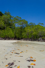 Tropical mangrove forest along coastal in Surin Island, Phangnga Bay, Thailand