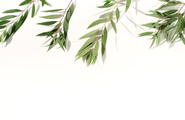 green eucalyptus leaves, branches and shadows  on a light background. flat lay, top view. poster