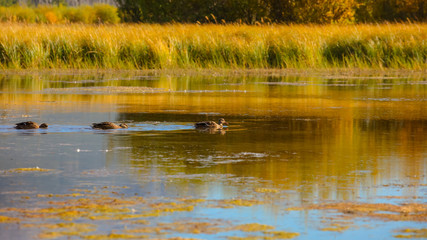 Canadian geese in the lake in autumn time