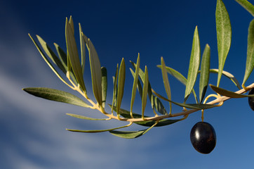Obraz na płótnie Canvas Ripe Olive on an Olive branch in the Palm grove of Skoura oasis Morocco