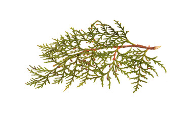 thuja isolated on white background