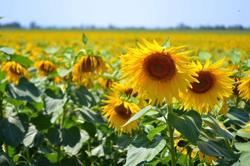 Fototapeta premium field of sunflowers on a sunny day