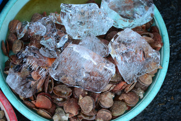scallop Sell in fresh seafood market