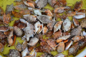 Group of Conch Sell in fresh seafood market
