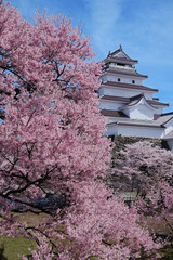 Obraz premium 桜咲く鶴ヶ城