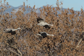 Sandhill Crane Bosque del Apache Wildlife Reserve New Mexico USA