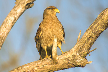 Chimango caracara perched on a branch     