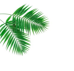 tropical green palm leaves , branches pattern frame on a white background . top view.copy space.abstract.