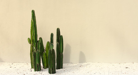 Panorama Cactus on yellow pastel background.hipster style.
