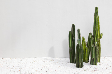 Cactus on pastel background.hipster style.