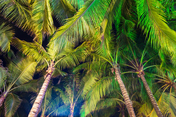 Naklejka na ściany i meble Large coconut palm leaves on the nature