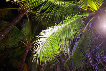 Large coconut palm leaves on the nature