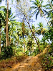  Green forests and bright skies