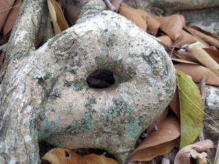 Hole in the tree root