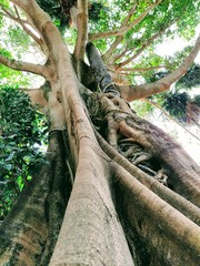  Big trees that swallow smaller trees