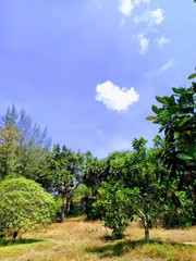  Green forests and bright skies