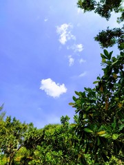  Green forests and bright skies