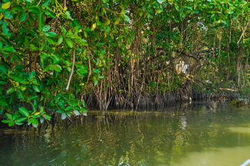 River side view with coconut tree and house in alleppey. Kerala 