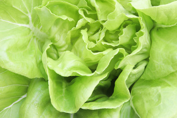 Single Fresh Organic Green Butter head Lettuce vegetable or Salad vegetable  hight  vitamin,nutrition isolated on white back ground close-up soft focuc