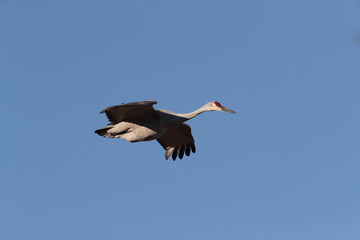 Sandhill Crane Bosque del Apache Wildlife Reserve New Mexico USA