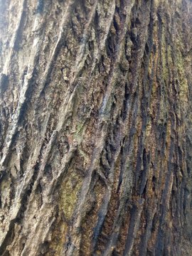 detail of texture of old teak tree. wood background