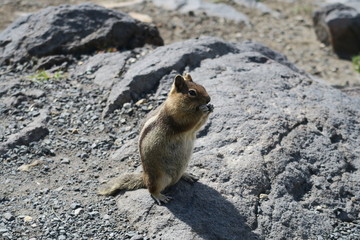 Ground squirrel eats