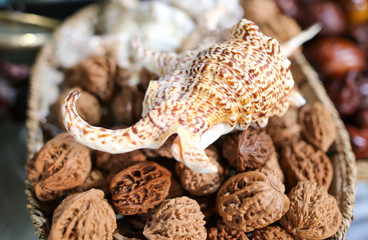 Sea shell on a counter