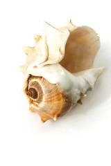 Seashell on white background close up. poster