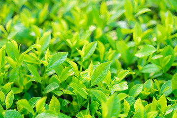 Fototapeta na wymiar Green tea buds and leaves at early morning on plantation