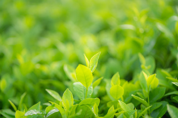 Green tea buds and leaves at early morning on plantation