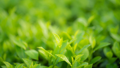 Green tea buds and leaves at early morning on plantation