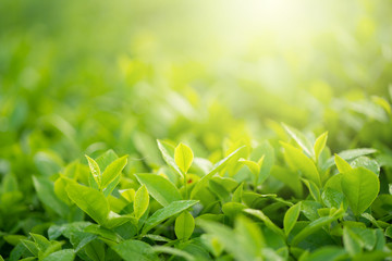 Green tea buds and leaves at early morning on plantation