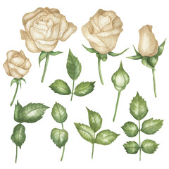 Set of roses