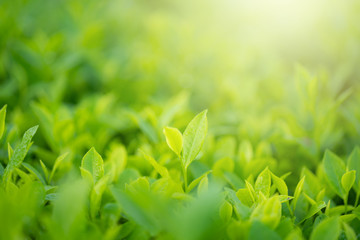 Green tea buds and leaves at early morning on plantation