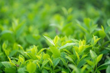 Green tea buds and leaves at early morning on plantation