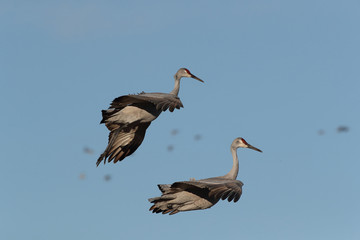 Sandhill Crane Bosque del Apache Wildlife Reserve New Mexico USA