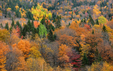 Fall foliage in Quebec mountains