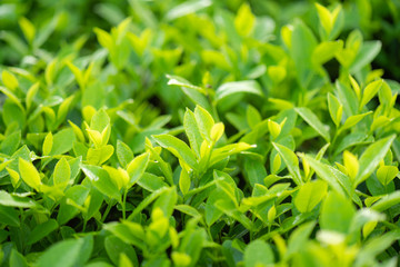 Obraz premium Green tea buds and leaves at early morning on plantation